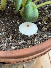 Leucocoprinus ianthinus