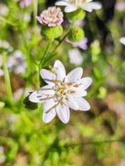 Moscharia pinnatifida