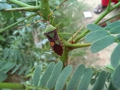 Prismatocerus prominulus