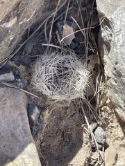 Escobaria chlorantha