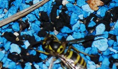 Vespula koreensis