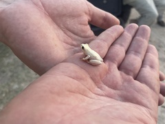 Hyperolius marmoratus