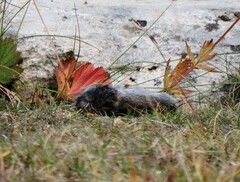 Microtus pennsylvanicus