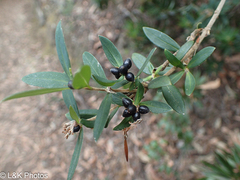 Pimelea drupacea