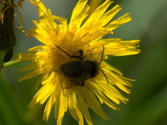 Bombus veteranus