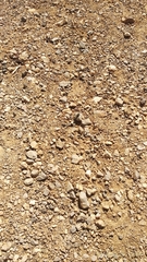 Phoenicolacerta kulzeri