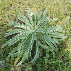 Cirsium horridulum