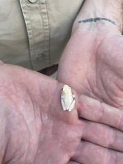 Hyperolius marmoratus