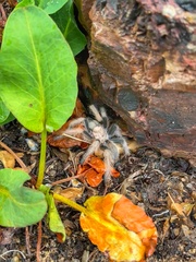 Aphonopelma chalcodes