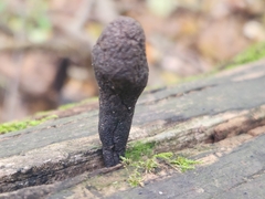 Xylaria castorea