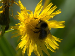 Bombus veteranus