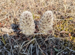 Pedicularis lanata
