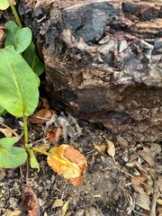 Aphonopelma chalcodes