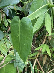 Philodendron consanguineum