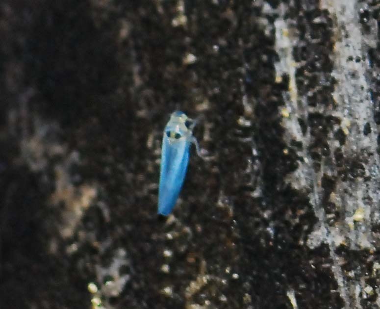 Empoascanara