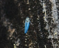 Empoascanara limbata