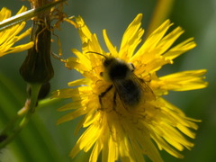 Bombus veteranus