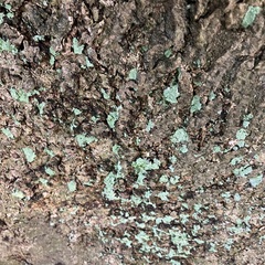 Lepraria finkii