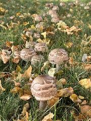 Chlorophyllum rhacodes
