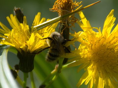 Bombus veteranus