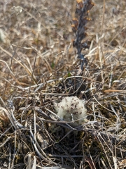 Pedicularis lanata
