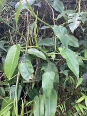Philodendron consanguineum
