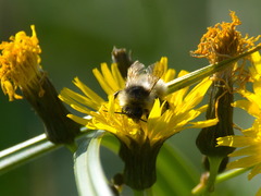 Bombus veteranus