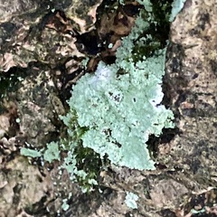 Lepraria finkii