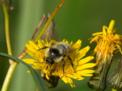 Bombus veteranus