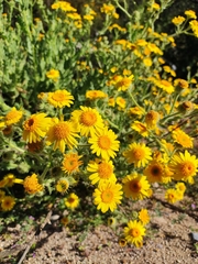 Thymophylla pentachaeta
