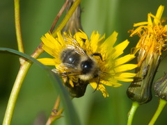Bombus veteranus