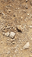 Phoenicolacerta kulzeri