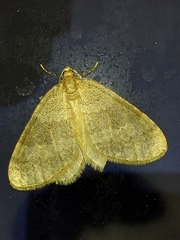 Operophtera brumata