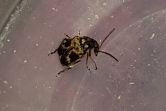 Callosobruchus maculatus