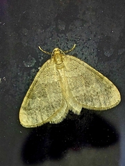 Operophtera brumata