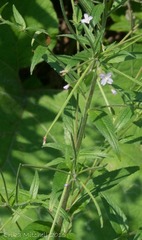 Epilobium glandulosum