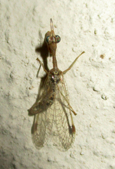 Mantispidae
