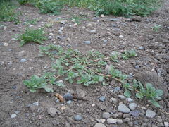 Amaranthus californicus
