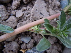 Amaranthus californicus
