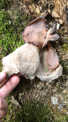 Auricularia cornea