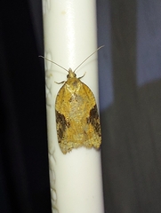 Acleris laterana