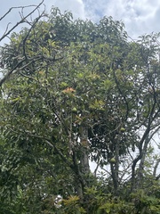 Persea americana