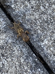 Neoscapteriscus vicinus