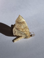 Eulithis gracilineata