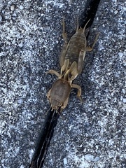 Neoscapteriscus vicinus