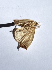 Eulithis gracilineata