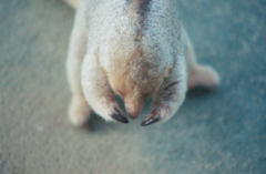Cyclopes
