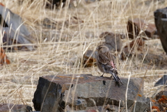 Linaria flavirostris