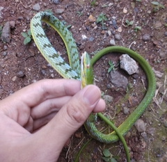 Ahaetulla prasina