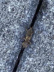 Neoscapteriscus vicinus